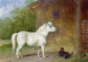 Un pony delle Shetland e un King Charles spaniel